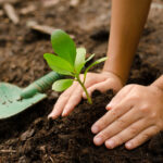 compost-desechos-basura-hogares-reciclaje-residuos-abono-descomposicion- compost-desechos-basura-hogares-reciclaje-residuos-abono-descomposicion-