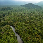 ¿Qué es la forestación y por qué es importante? ¿Qué es la forestación y por qué es importante?